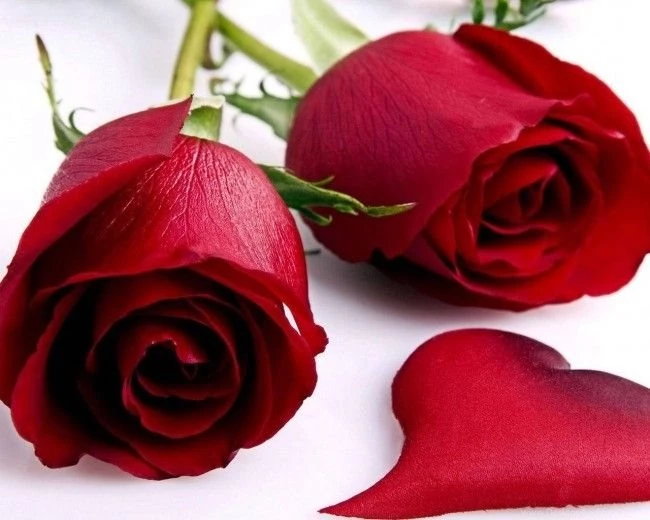 Red Rose Flower Wallpapers Free Download For Laptop Http://www ...