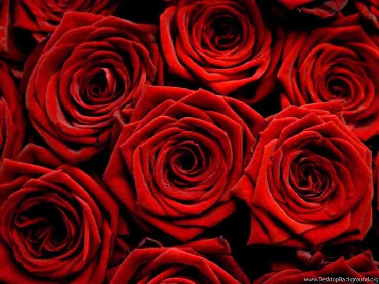 Red Roses HD Wallpapers Free Download