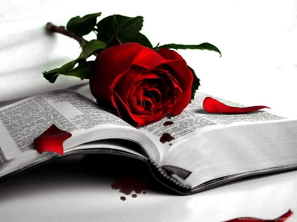 Red Rose Wallpapers   Keywords HERE