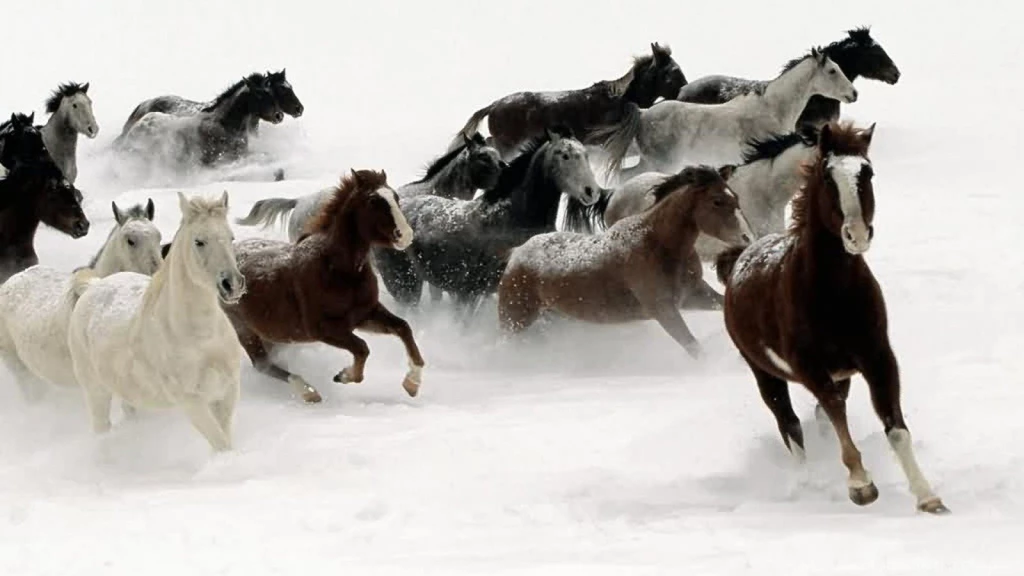 HD Wallpaper 1080p Horse 2.jpg