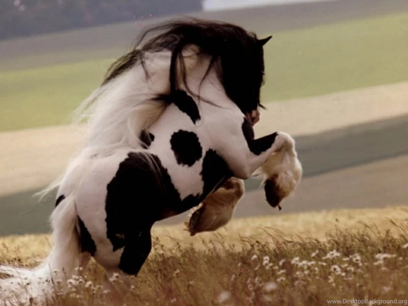 Horse Lonely Lonely Horse – Animals Horses HD Desktop Wallpapers