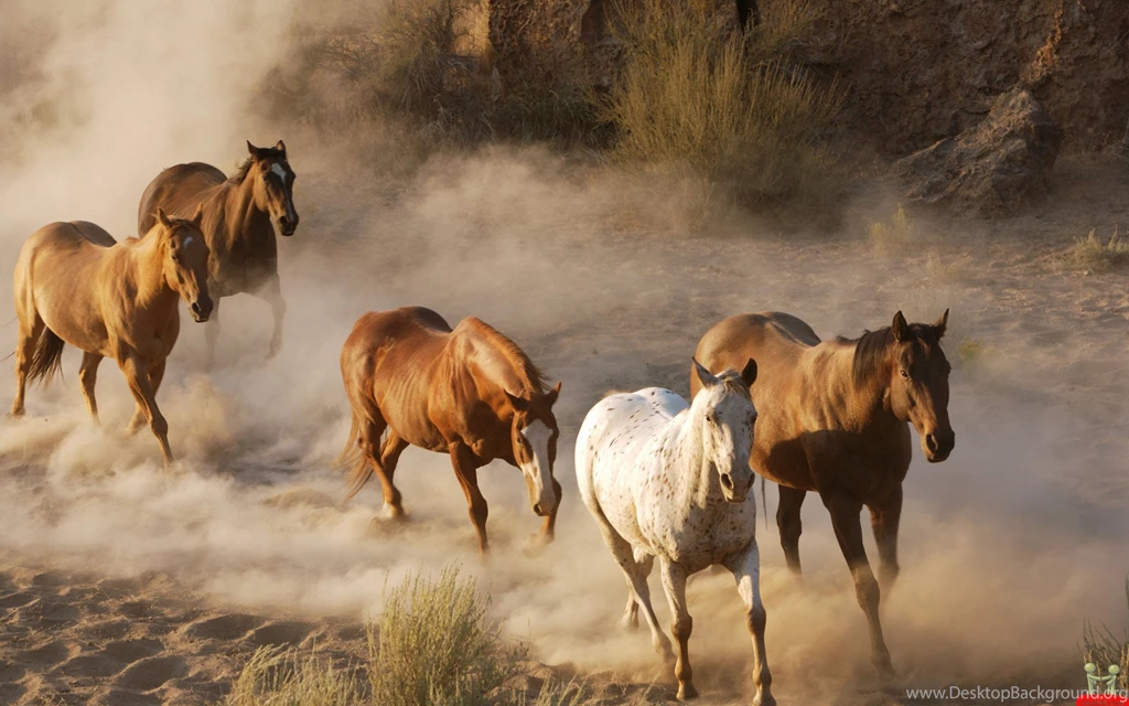 Beautiful Wild Horses HD Wallpapers – HD Wallpapers Free Download