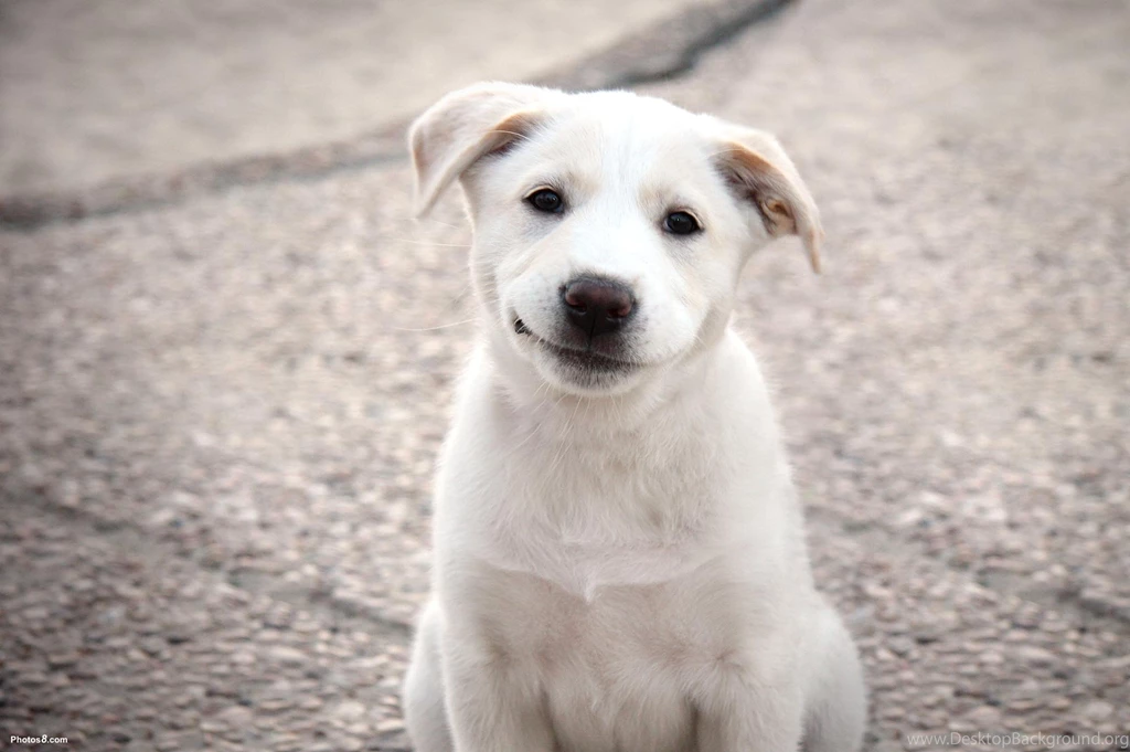 Desktop Hd Pictures Of Happy Dogs