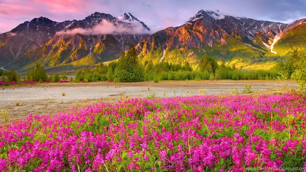 Wild Plant Desktop Wallpapers Hd