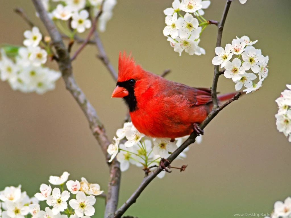 Red Bird Wallpapers   All Wallpapers New