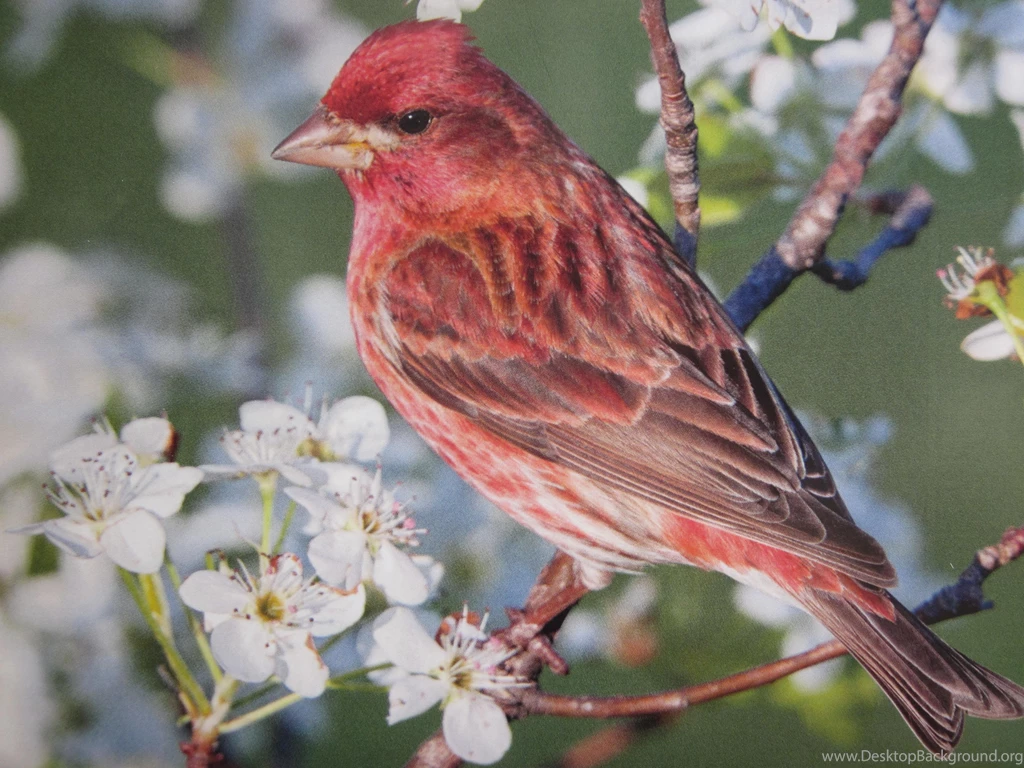 Red Bird Wallpapers