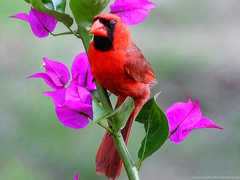 Red Bird Wallpapers   All Wallpapers New