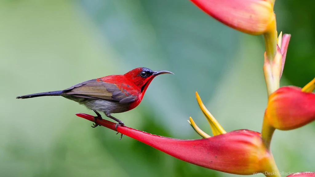 Red Bird HD Wallpapers Free HD Wallpapers   Download Red Bird HD ...