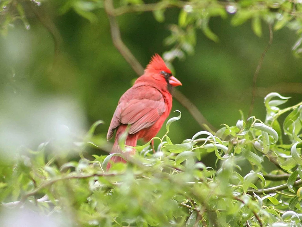 Red Bird Wallpapers   Wallpapers Cave