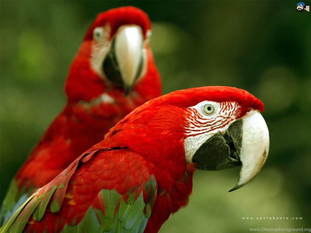Free Wallpaper: Parrot Bird Wallpapers