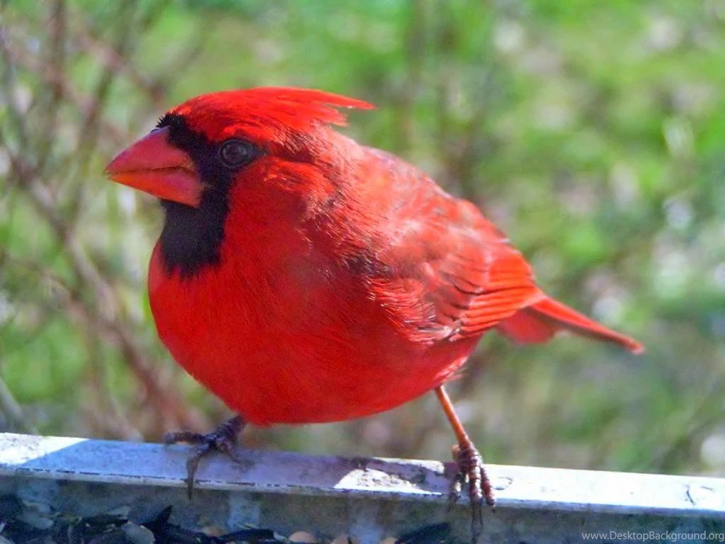Stylist View: North American Male Cardinal Birds Wallpapers
