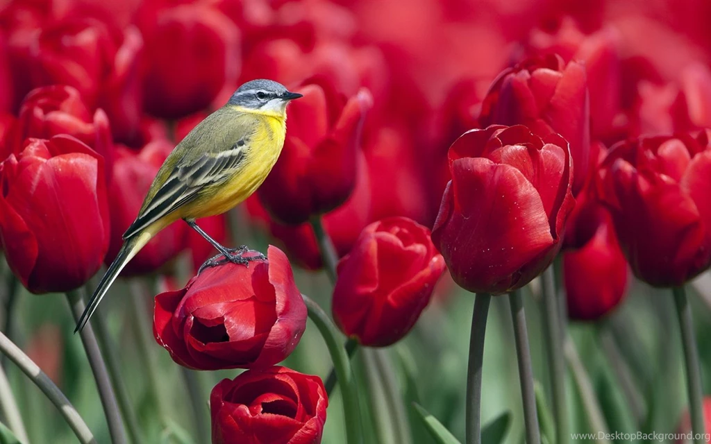Bird Standing On A Red Tulip Flower Wallpapers