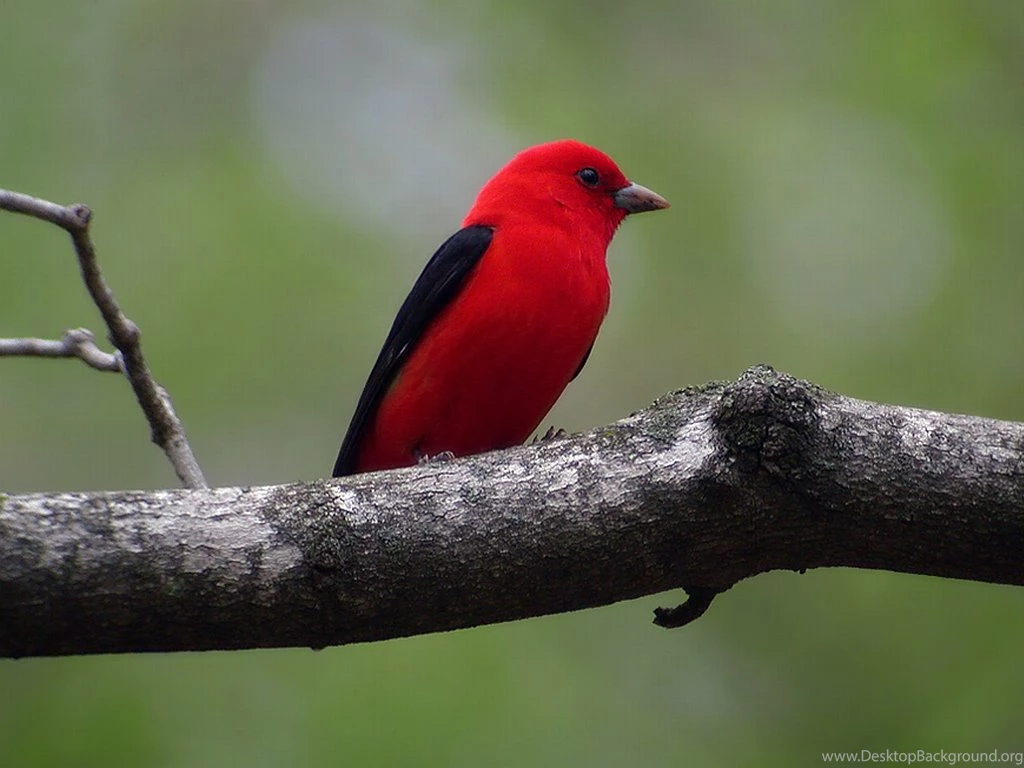 Beautiful Birds Wallpapers Pictures