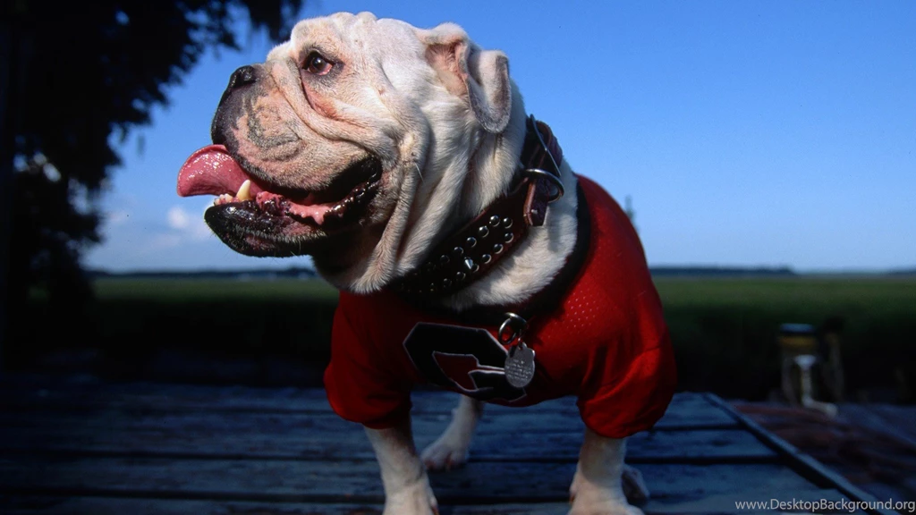 Georgia Bulldogs Wallpapers 23 High Resolution Wallpapers ...