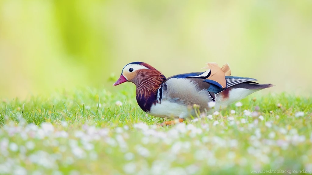 Birds Wallpapers Page 258: Coloureful Birds Beautiful Picture Cool ...