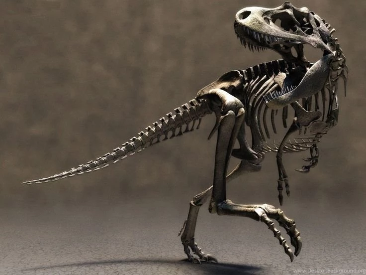 Dinosaur Skeleton Wallpapers ~ Http://www.dinopit.com