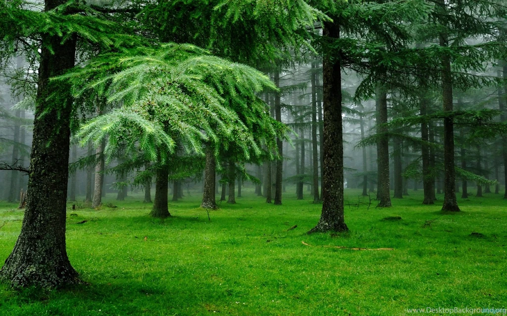 Beautiful Nature Wallpapers Free To Download Roohdaar