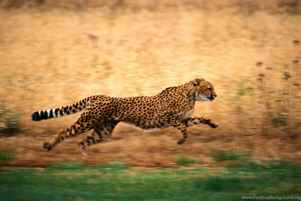 Cheetah Running Wallpapers Full HD Uncalke.com