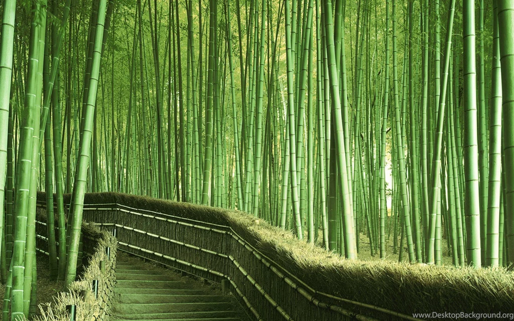 Bamboo Wallpapers – AB Wallpapers
