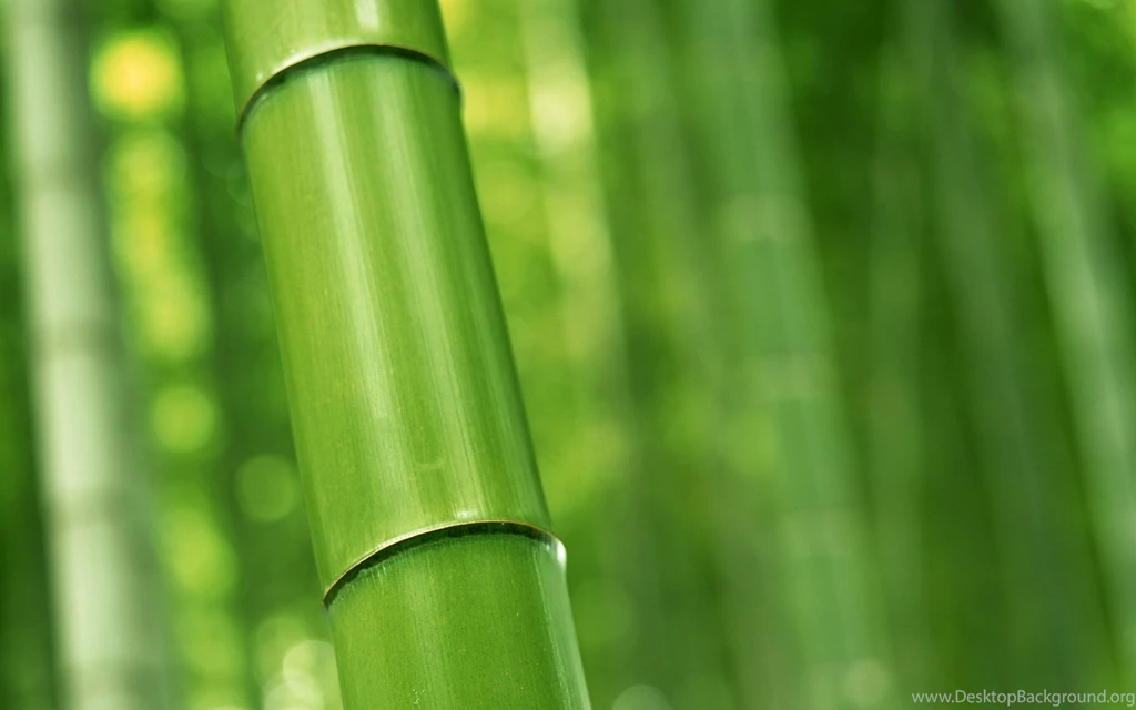 HD Bamboo Wallpapers