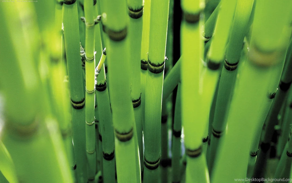81 Bamboo HD Wallpapers