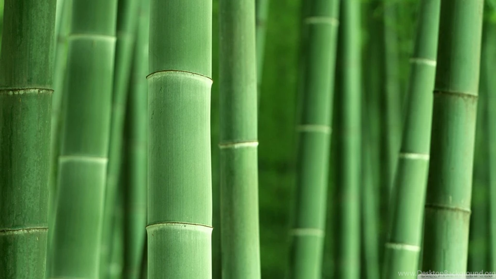 Green Bamboo HD Desktop Wallpapers : High Definition : Fullscreen ...