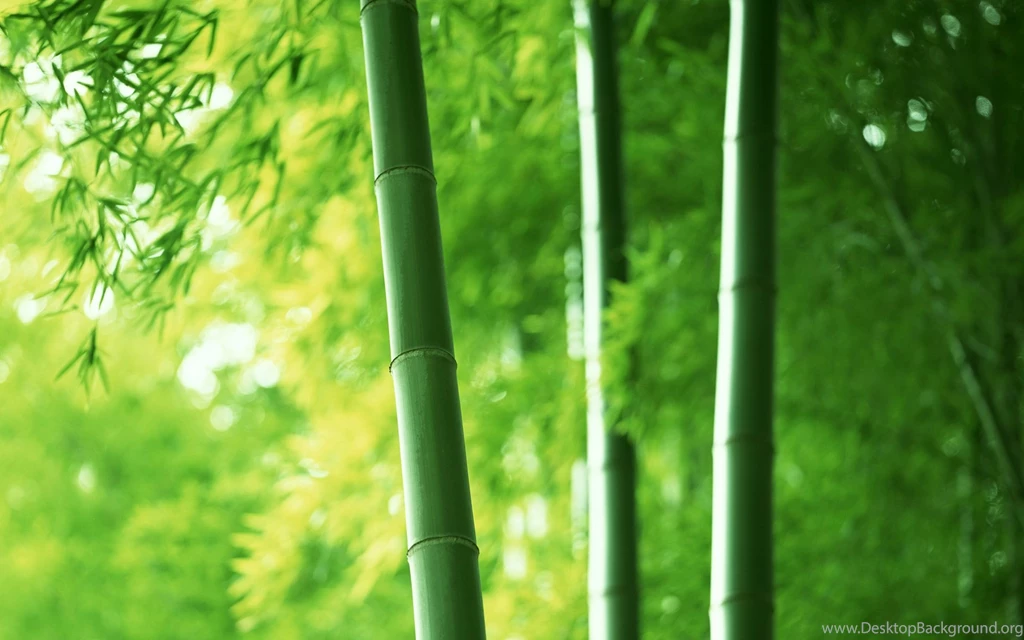HD Nature Bamboo Trees Wallpapers 1080p Full Size HiReWallpapers ...