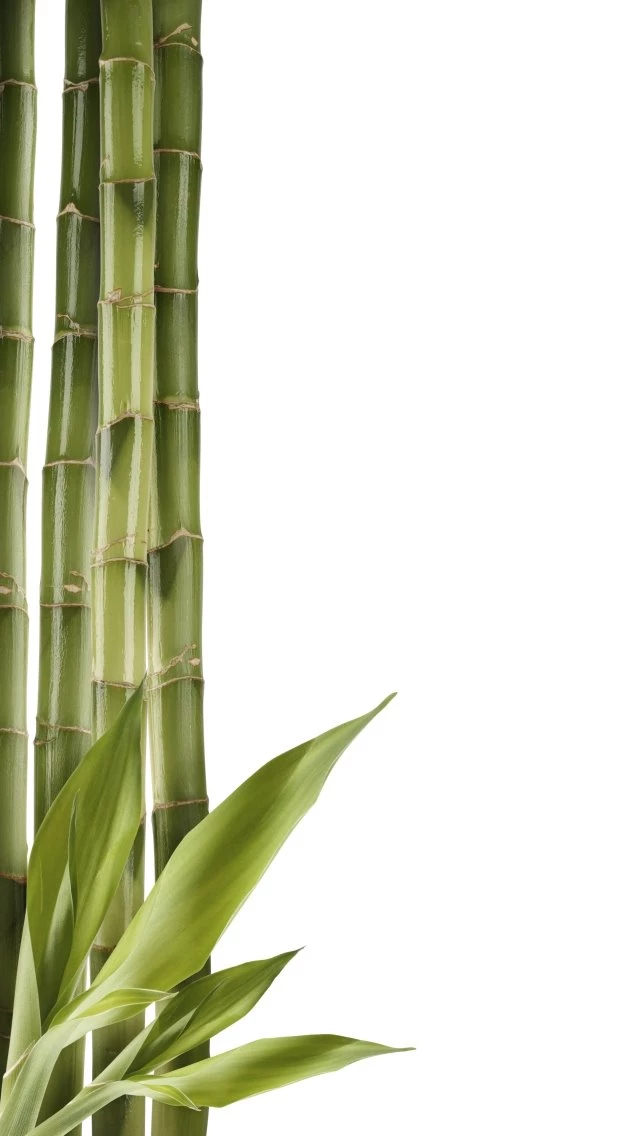 iPhone 5 Wallpapers Bamboo 05