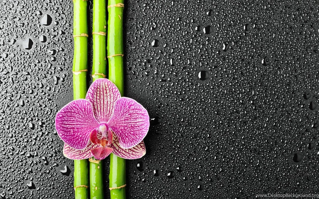 Bamboo Backgrounds Wallpapers