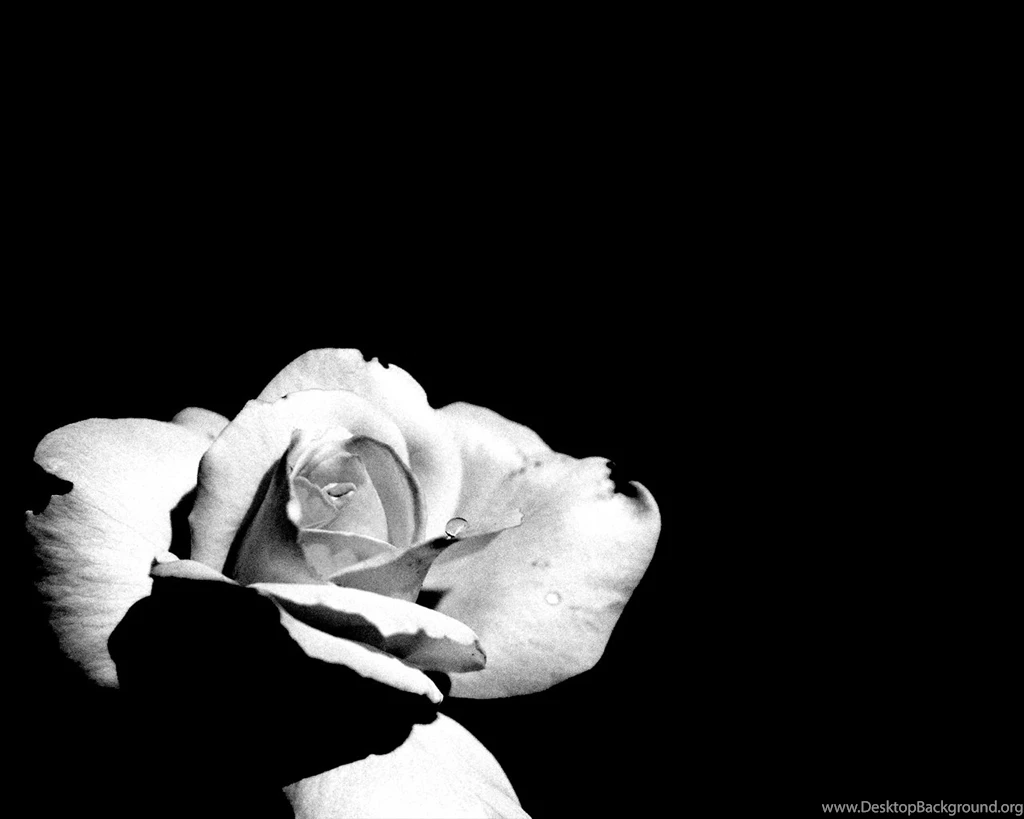Black And White Roses Wallpapers   Danasrhp.top