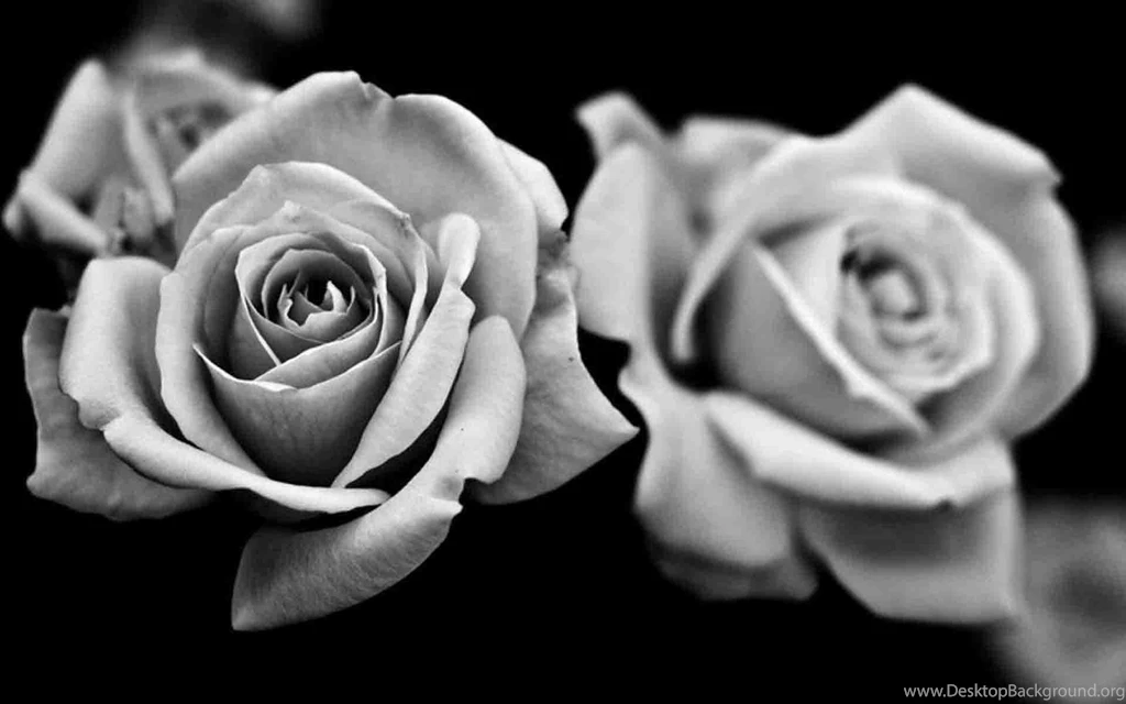 Black Roses HD Wallpapers Free Download