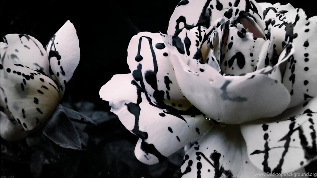 Black & White Rose Wallpapers 1366x768 257462
