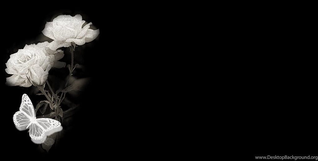 White Rose Wallpapers