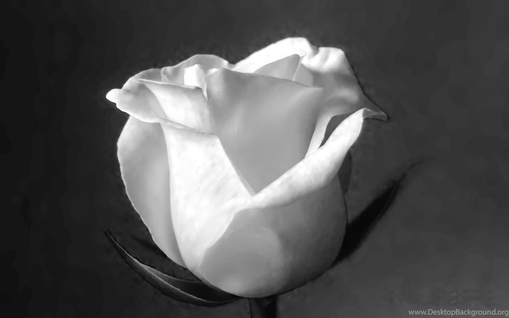 Black And White Rose Images   HD Wallpapers Pretty