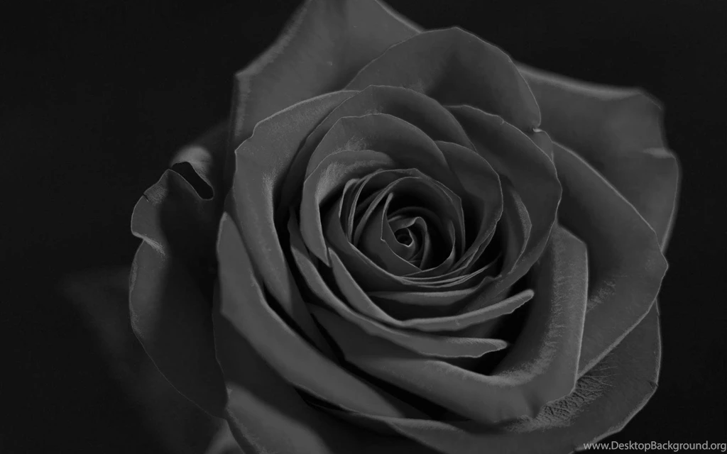 Flowers Black And White Red Rose Wallpaper. Black And White Red ...