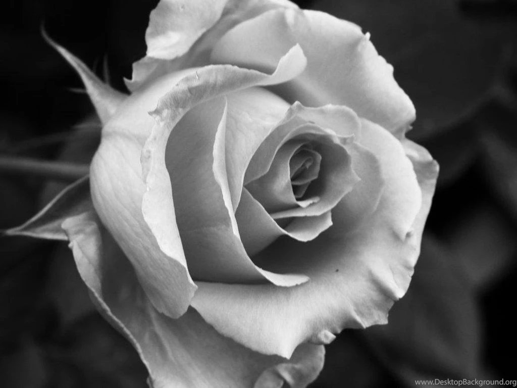 PALE ROSE WALLPAPER   (