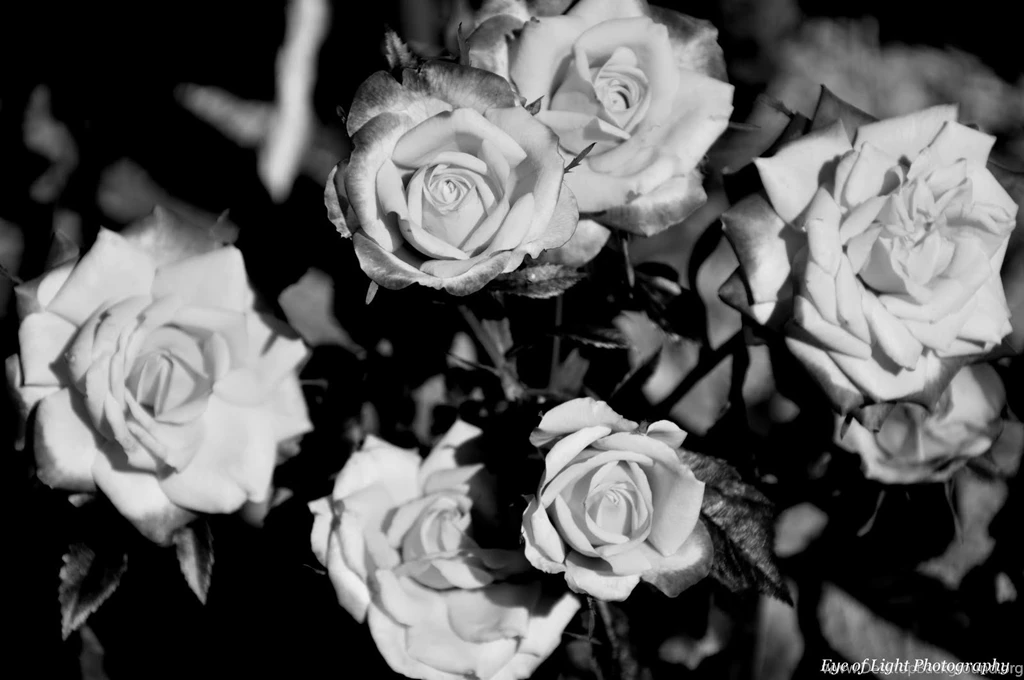 Black And White Rose Pictures Wallpapers HD Base