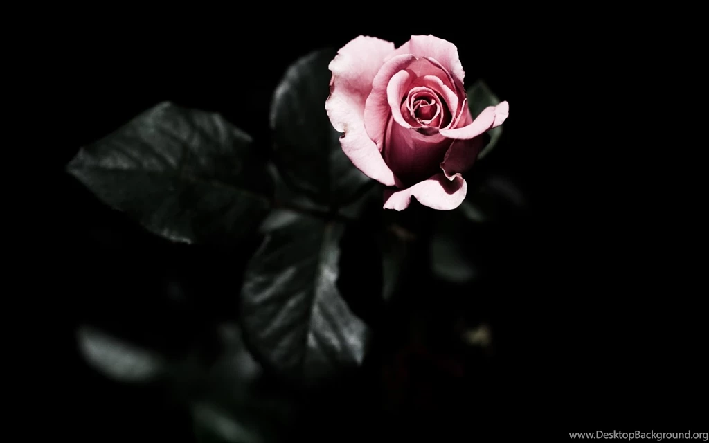 Black And White Roses