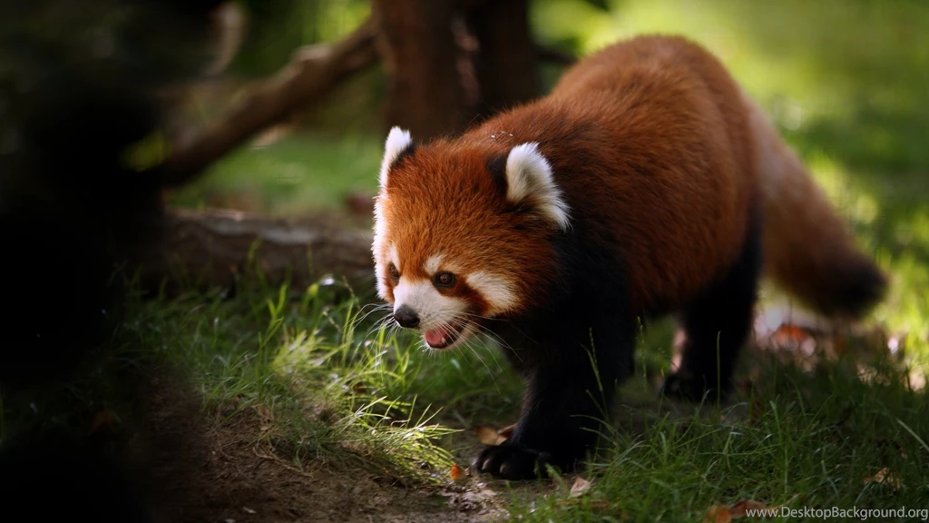 Panda, Animal, New, Hd, Wallpaper, Hd Free Images, Widescreen ...