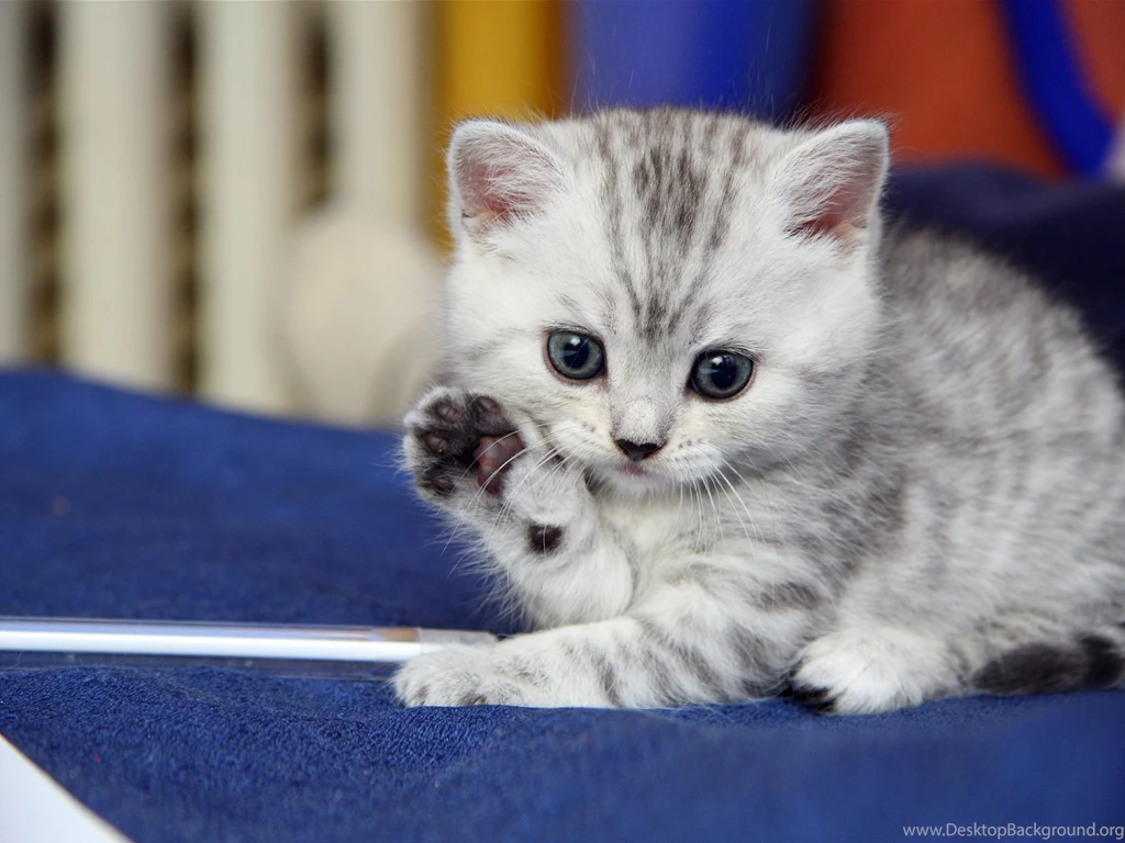 Cute Kitty Wallpapers Cats Wallpapers Zone