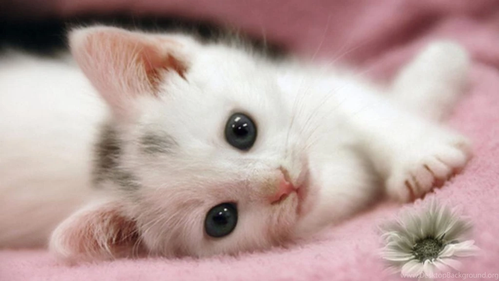 Top Cute Cat HD Wallpapers