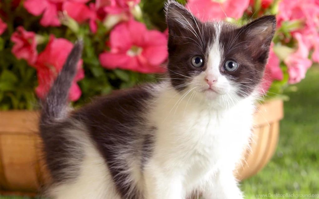 Cute Cats Wallpapers