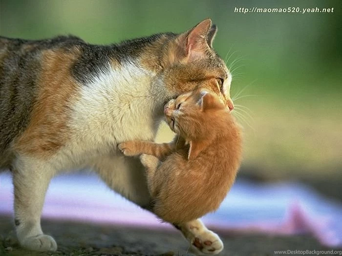 Super Cute Little Kittens Wallpapers 57   Wallcoo.net