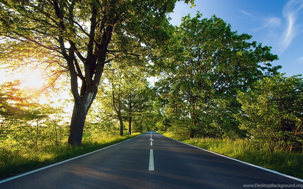 Computer Trees HD Wallpapers, Desktop Backgrounds 1920x1200px Id