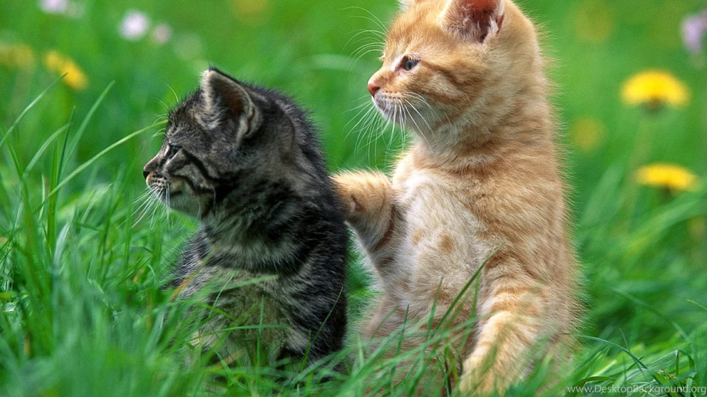 Beautiful Animals HD