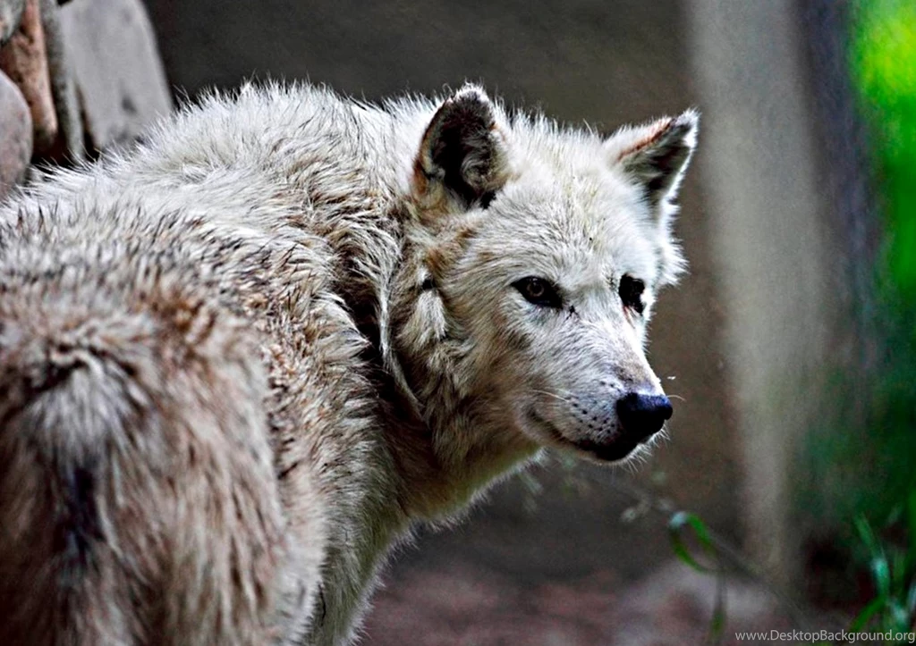 Animal Wallpapers, Animal Planet, Desktop Images, Free Wallpapers ...