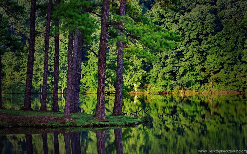 Forest trees hd wallpapers
