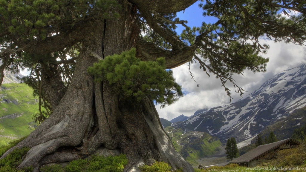 The Old Tree HD Wallpapers