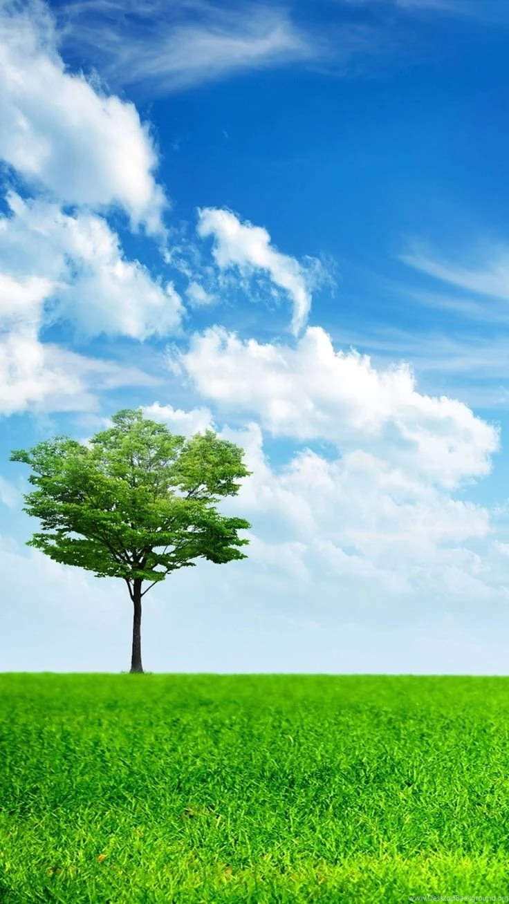 Nature iPhone 6 Plus Wallpapers Light Green Tree Grass ...