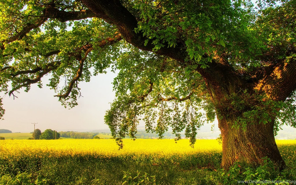 Tree HD Wallpapers